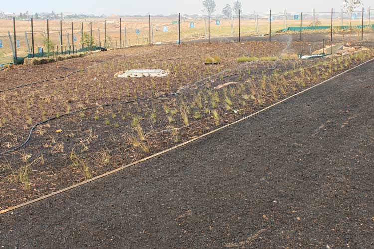 Mass Planting